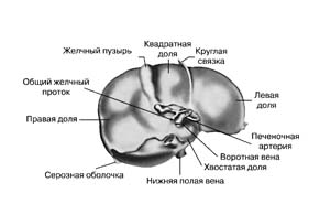 вакансии представителя авиакомпании