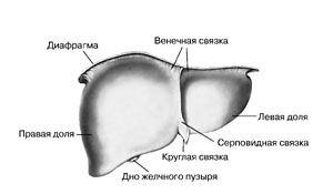 резюме хабаровск